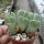 Conophytum bilobum elishae
