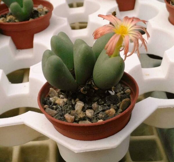 Conophytum bilobum absimile