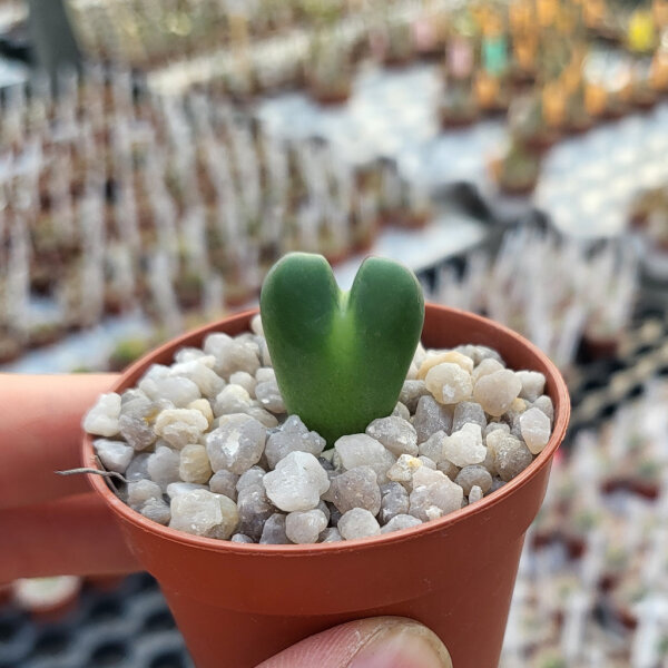 Conophytum bilobum v. recisum