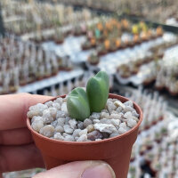 Conophytum bilobum v. recisum