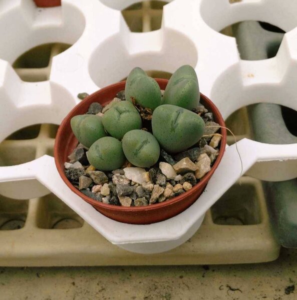 Conophytum bilobum var. 1
