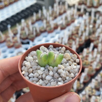 Conophytum blandum