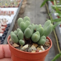 Conophytum frutescens