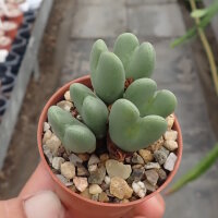 Conophytum frutescens