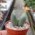 Conophytum frutescens
