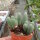 Conophytum frutescens
