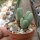 Conophytum frutescens