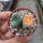 Conophytum frutescens
