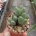 Conophytum frutescens