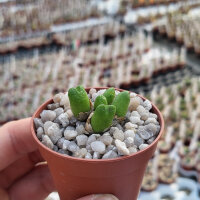 Conophytum loeschianum