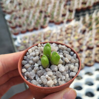 Conophytum loeschianum