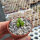 Conophytum loeschianum
