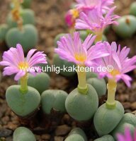 Conophytum truncatum