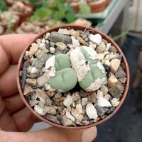 Conophytum wettsteinii