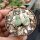 Conophytum wettsteinii