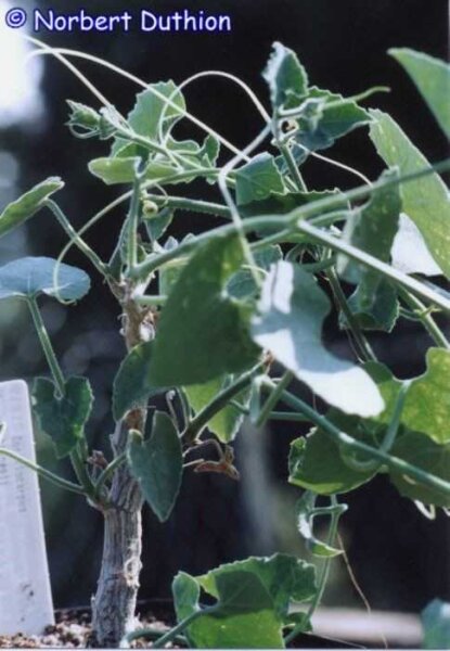 Corallocarpus bainesii