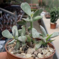 Cotyledon orbiculata v. oophylla