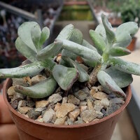 Cotyledon orbiculata v. oophylla
