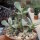 Cotyledon orbiculata v. oophylla