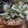 Cotyledon orbiculata v. oophylla