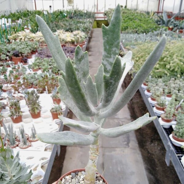 Cotyledon orbiculata cv. Staghorn