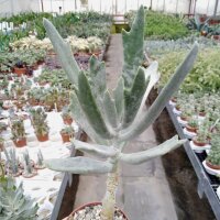 Cotyledon orbiculata cv. Staghorn
