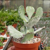 Cotyledon undulata
