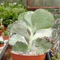 Cotyledon undulata