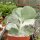 Cotyledon undulata