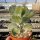 Cotyledon undulata forma