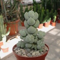 Crassula arta