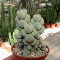 Crassula arta