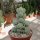 Crassula arta