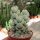 Crassula arta