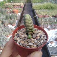 Crassula barklyi