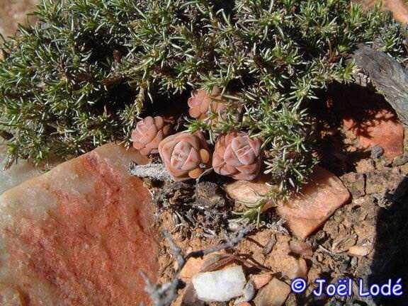 Crassula columella Augradis Hills, RSA