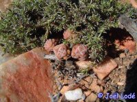 Crassula columella Augradis Hills, RSA