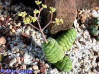 Crassula columella Augradis Hills, RSA