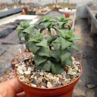 Crassula perforata conjuncta