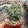 Crassula perforata conjuncta