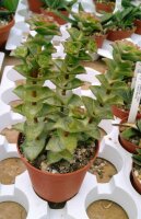 Crassula perforata Giant Form