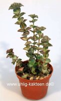 Crassula perforata Giant Form
