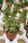 Crassula perforata Giant Form