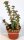 Crassula perforata Giant Form