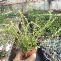 Crassula corymbulosa