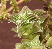 Crassula corymbulosa