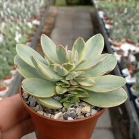 Crassula cv. Money Maker variegata
