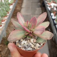 Crassula cv. Money Maker variegata