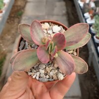 Crassula cv. Money Maker variegata