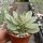 Crassula cv. Money Maker variegata